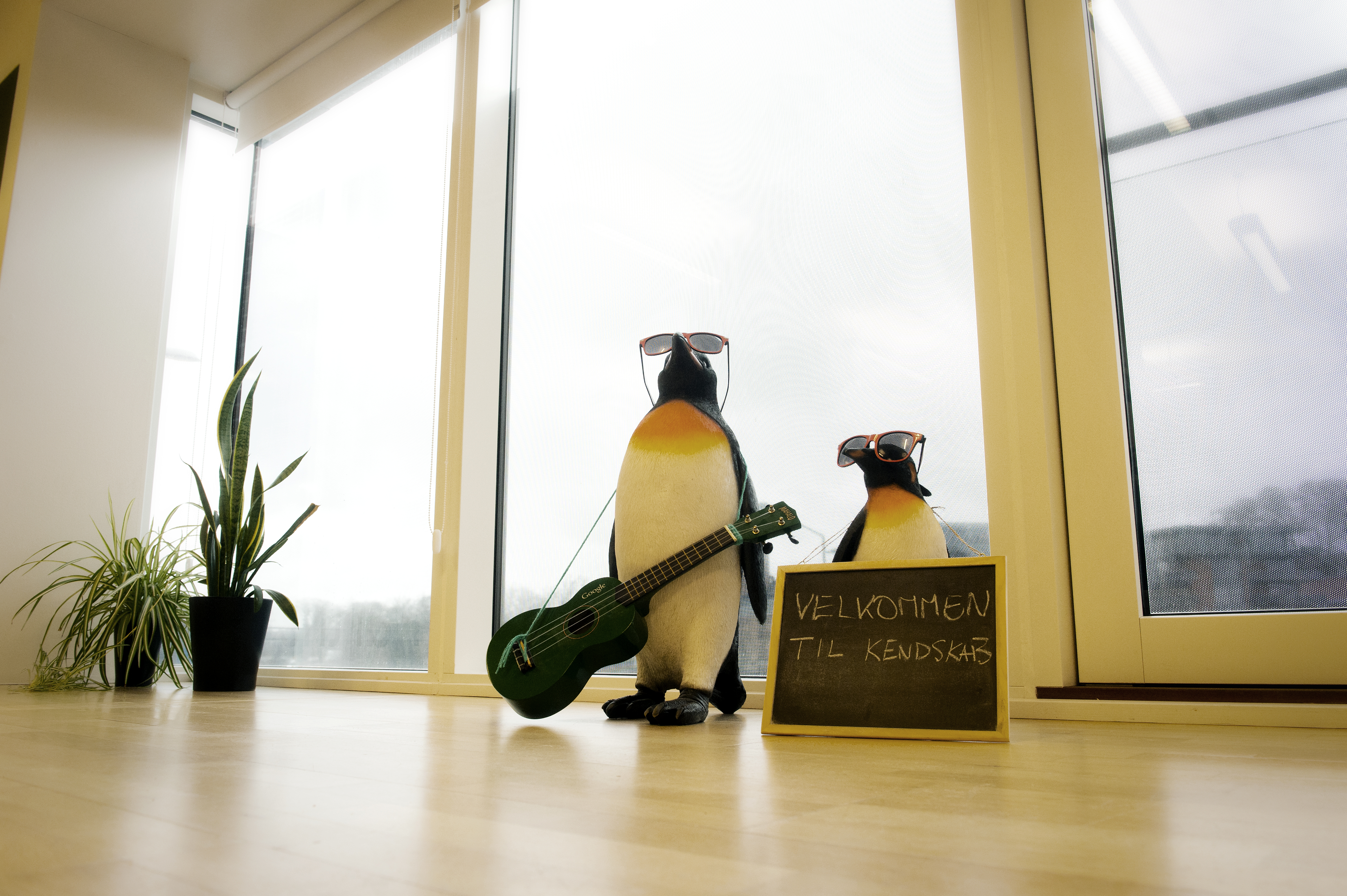 Pingviner Kursuslokale